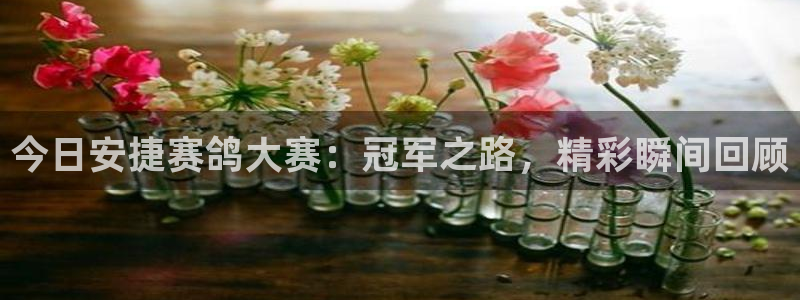919直播足球版本1.0.7：今日安捷赛鸽大赛：冠军之路，精彩瞬间回顾